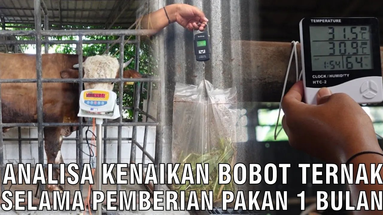 
                                 Analisa-Kenaikan-Bobot-Selama-Pemberian-Pakan-1-Bulan